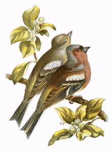 Chaffinches